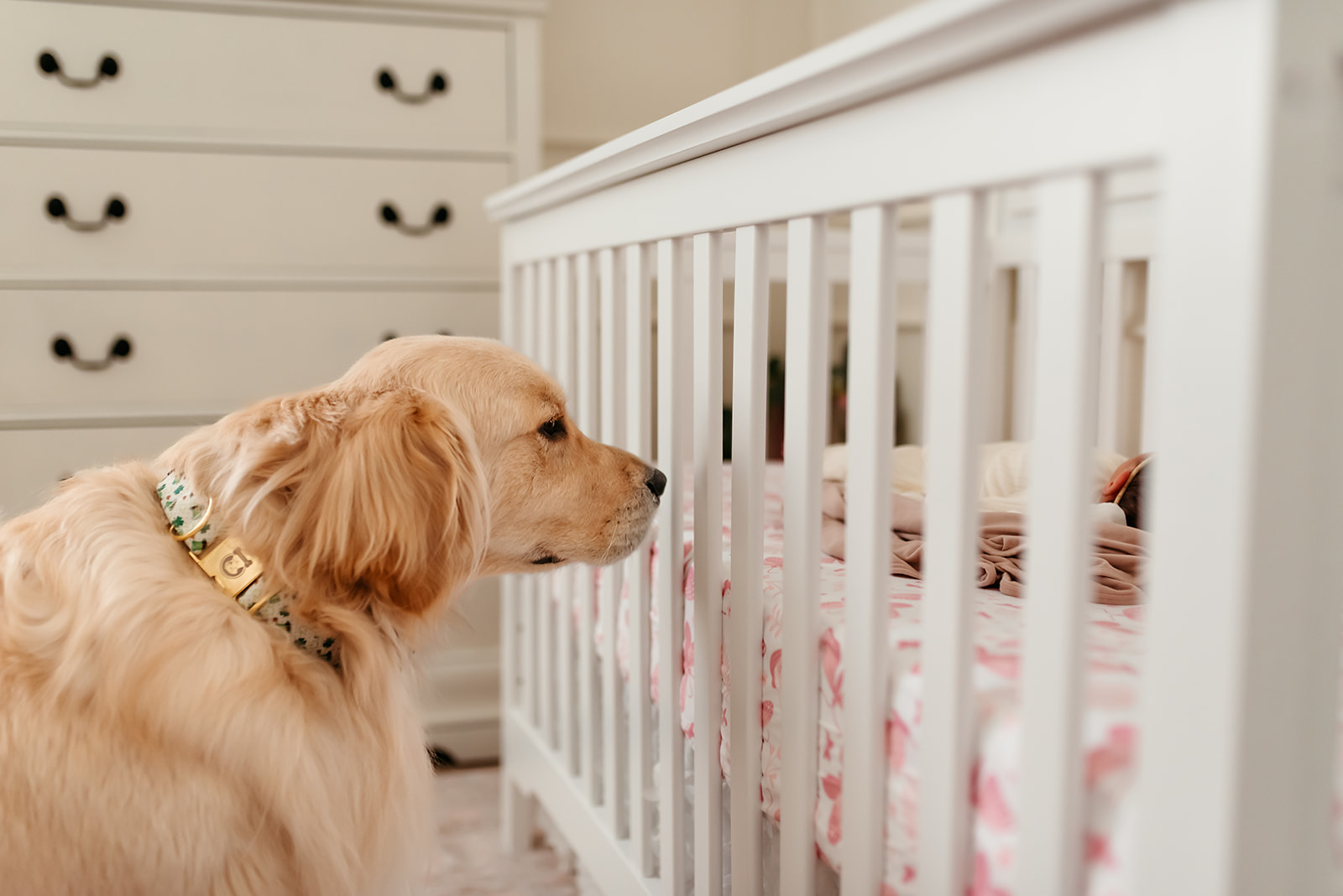 Golden retriever dog sniffs at newborn baby sleeping in her crib during an in home newborn photography session