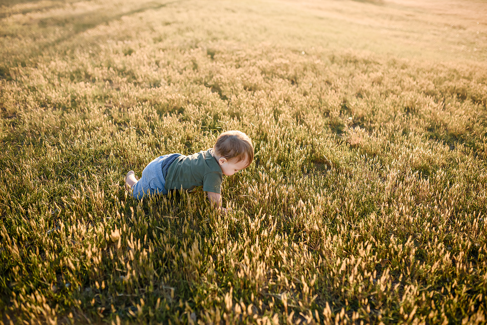 Little boy crawls in a golden field of grass