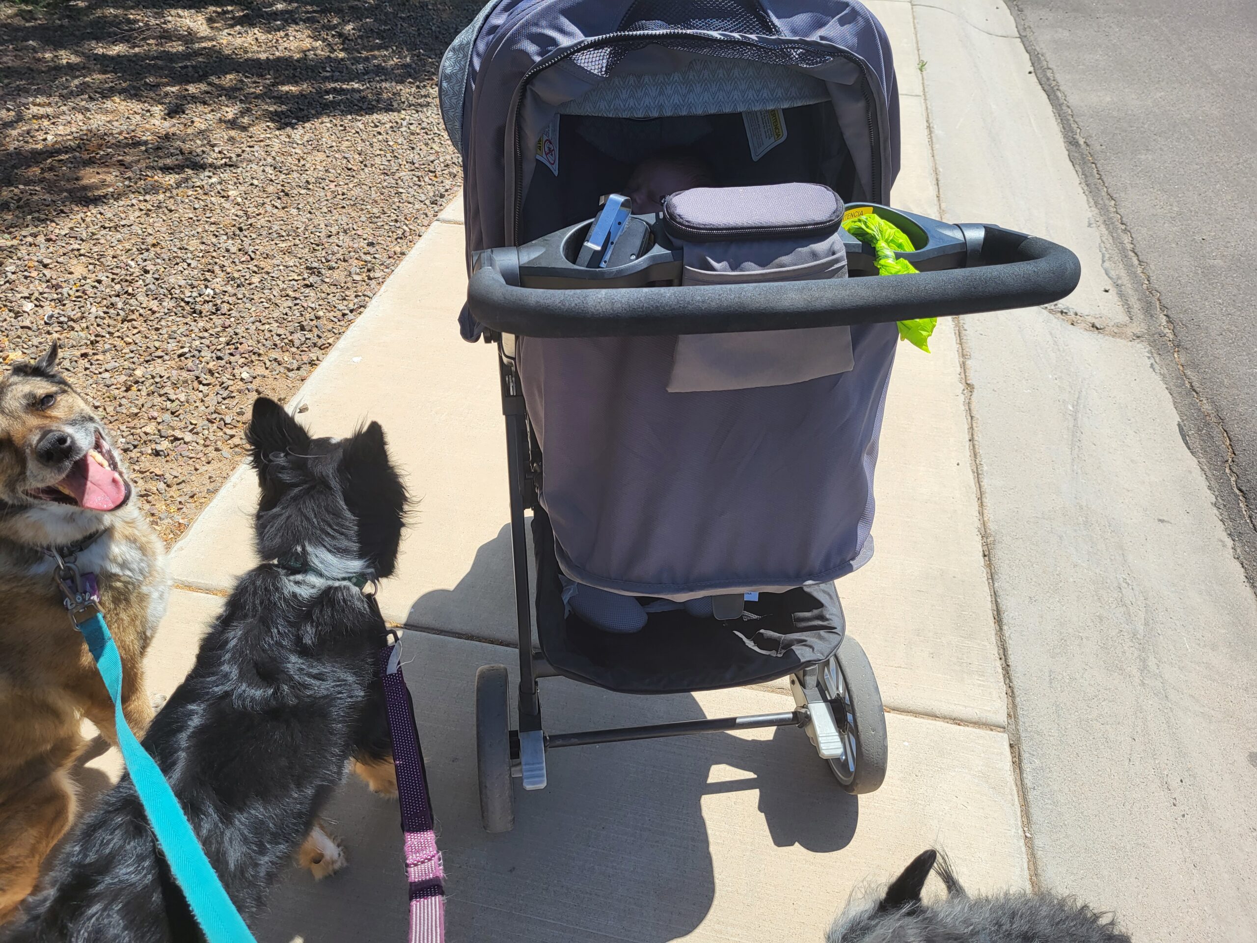 Dogs and stroller on a sidewalk
